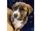 Adopt Teddy a Boxer, Labrador Retriever