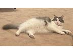 Adopt Iroh a Domestic Long Hair