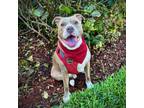 Adopt Kobe a Pit Bull Terrier