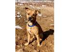 Adopt Rebel a Mixed Breed