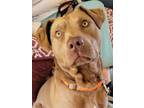 Adopt Ollie a Chesapeake Bay Retriever, Pit Bull Terrier