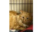 Adopt Teddy a Domestic Long Hair