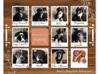 Adopt Charcuterie Litter a Bernedoodle