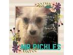 Adopt Mr Pickles a Terrier