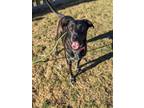 Adopt Atlas a Dalmatian, Pit Bull Terrier