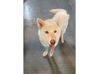 Adopt Ghost - Tagged4rescue a Husky