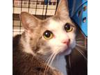 Adopt Stone a Domestic Short Hair