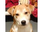 Adopt Sid a Mixed Breed