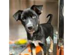 Adopt Mylo a Mixed Breed