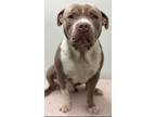 Adopt Porky a Staffordshire Bull Terrier