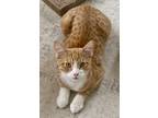 Adopt Walnut a Tabby, Domestic Short Hair