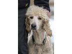 Adopt Reggie a Standard Poodle