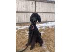 Adopt Jerry a Standard Poodle
