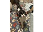 Adopt Drax a Domestic Short Hair, Tuxedo