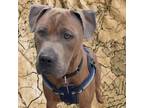 Adopt Rex (Captain 2024) a Pit Bull Terrier, Mixed Breed