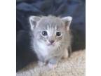 Adopt Newt (Bonded to his mother Miracle) a British Shorthair