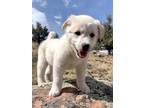 Adopt Russet a Retriever, Mixed Breed