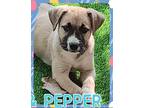 Adopt Pepper a Terrier