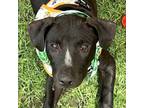 Adopt Percy a Labrador Retriever, Black Mouth Cur