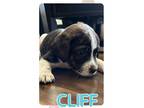 Adopt Cliff a Terrier