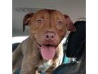 Adopt Redd a Labrador Retriever