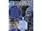 Adopt Mercury a Mixed Breed