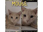 Adopt Mouse a Domestic Short Hair