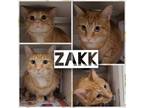 Adopt Zakk a Domestic Short Hair