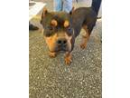 Adopt Scooby a American Bully