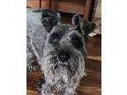 Adopt Zach Zeke a Miniature Schnauzer