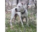 Adopt Mateo a Dogo Argentino