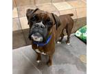 Adopt Mason a Boxer