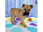 Adopt KENICKY a Black Mouth Cur, German Shepherd Dog