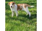 Adopt TRAVIS a Shepherd, Beagle
