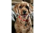 Adopt Cider a Cockapoo