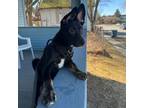 Adopt Enzo a German Shepherd Dog