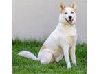 Adopt Sid a Siberian Husky