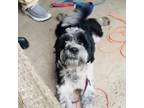 Adopt Lukas a Poodle, Shih Tzu