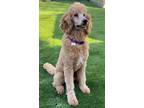 Adopt OLLIE a Standard Poodle