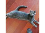 Adopt Tahoe a Russian Blue