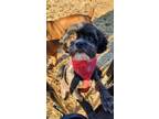 Adopt Ty a Shih poo