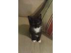 Adopt Wilbur a Domestic Short Hair