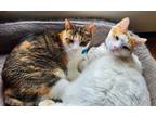 Adopt Lilly & Louie a Domestic Short Hair