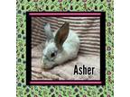 Adopt Asher LOUISVILLE a Bunny Rabbit