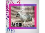 Adopt Ashton LOUISVILLE a Bunny Rabbit