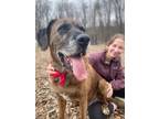 Adopt Murphy a Mastiff