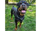 Adopt Scottie 2 Rottie a Rottweiler