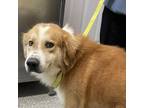 Adopt Duncan a Great Pyrenees, Border Collie