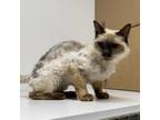 Adopt Pye a Siamese