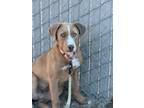 Adopt Marlin a Pit Bull Terrier, Mixed Breed